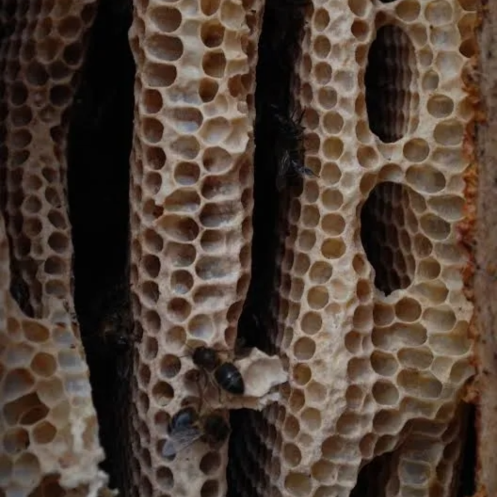 Honeybees on honeycomb