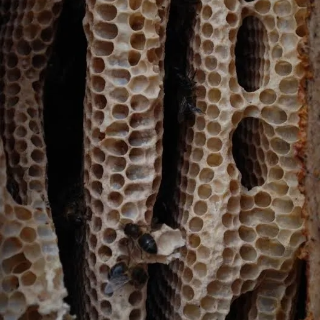 Humidity Inside the Hive