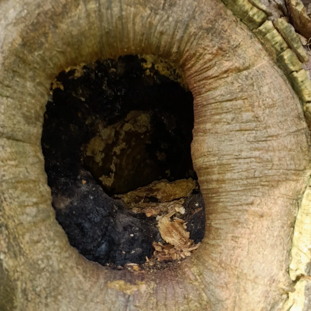 A knot in a tree