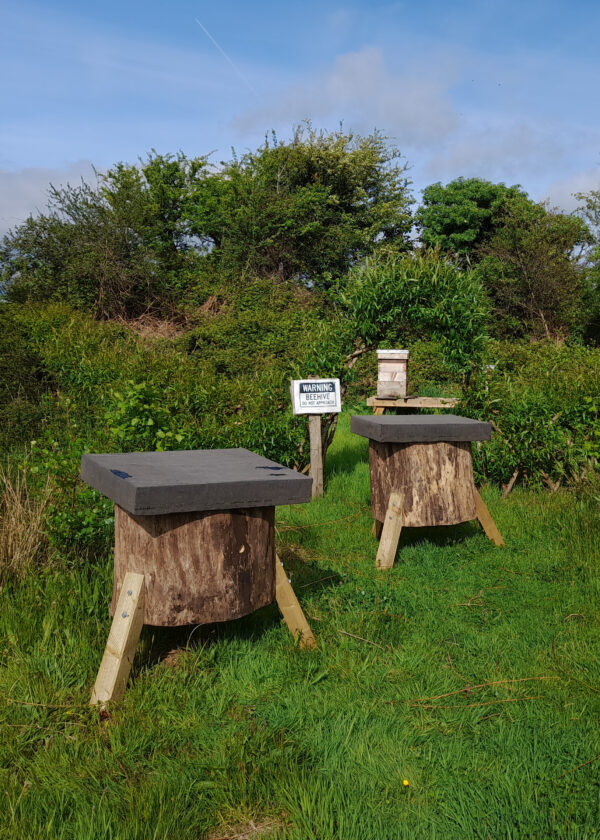 2 Transfer log hives in a clearing with a regular beehive behind