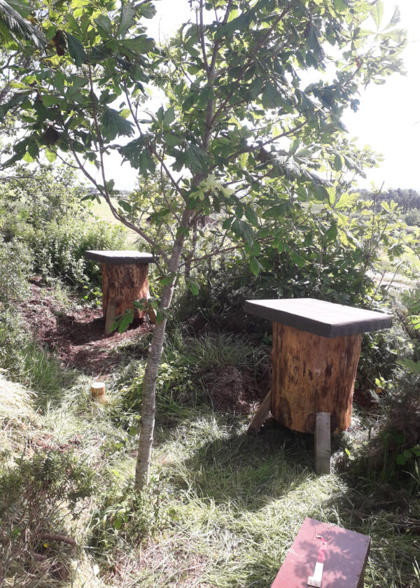 2 Transfer log hive in a wooded area