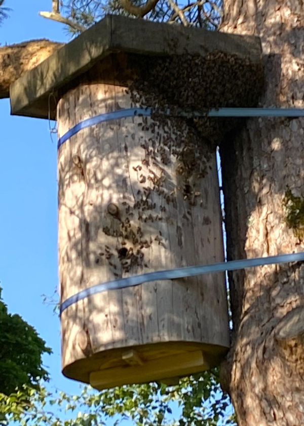 Tree log hive in a tree with bees crowding the roof and entrance