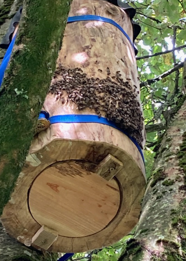 Tree log hive from underneath with bees crowding the entrance