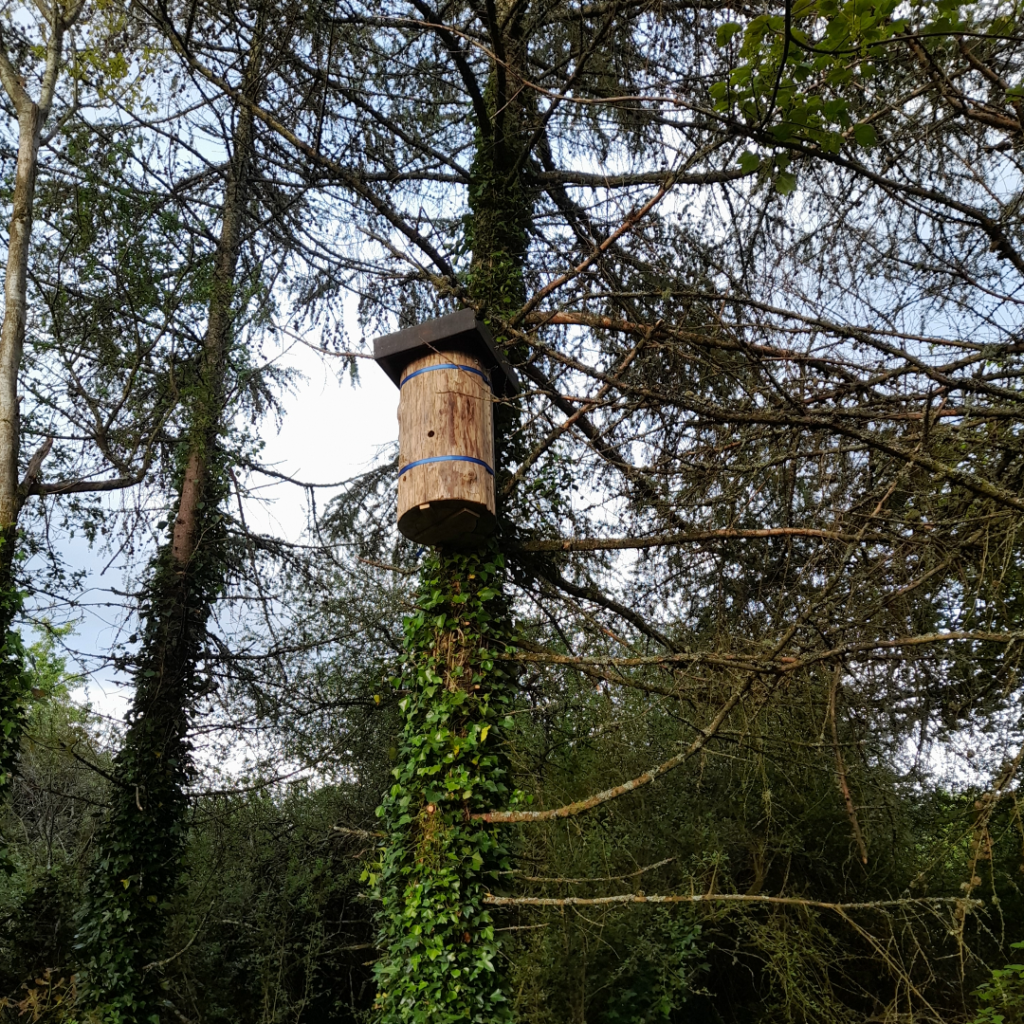 Tree log hive strapped to a tree