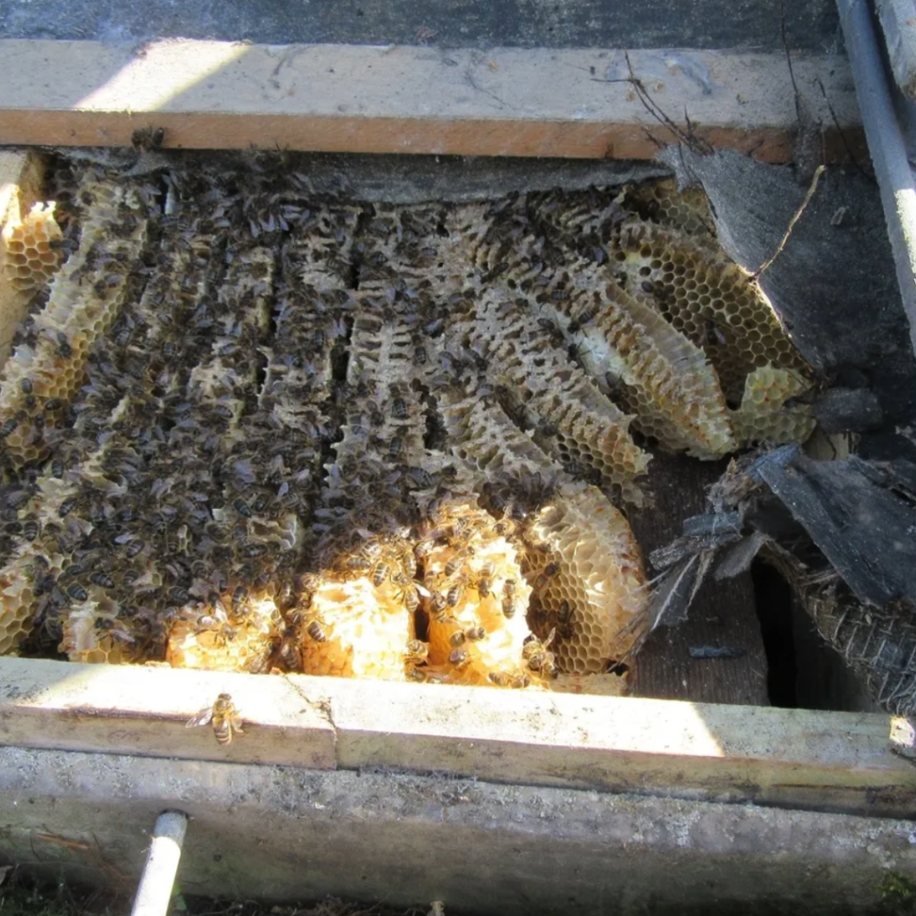 Free-living bee hive found in wooden structure