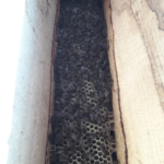 When bees choose a newly installed conservation log hive i am always curious which way they decide to build the honeycomb within the conservation log hive. I must say every time it amazes me. The speed of comb construction is phenomenal. Colony can easily fill the full space within three months or so. Initially the pieces of bait comb we put in to attract the a swarm get dislodged and dropped to the floor of the hive. the bees then start constructing the comb. They start building several combs at the same time. After a few days 3 to 4 combs have already been build. All this to make sure the queen has room to start laying her eggs. Once the honeybees get this initial work done i notice a break for a few days, assuming they used up all the food stores they brought with them at the time of the swarming out from their original location. So then the bees get to forage for new nectar and pollen supplies. The honeycomb construction continues on and before we know it the bees have build 7 or 8 sheets of honeycomb about 3 foot long. Once the bees come close to the entrance we see that most of the time the angle of the comb compared to the entrance is at 90 degrees. Thus completely blocking the entrance. From reading this has to do with thermal regulation within the hive.