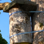 Tree log hive strapped to a tree