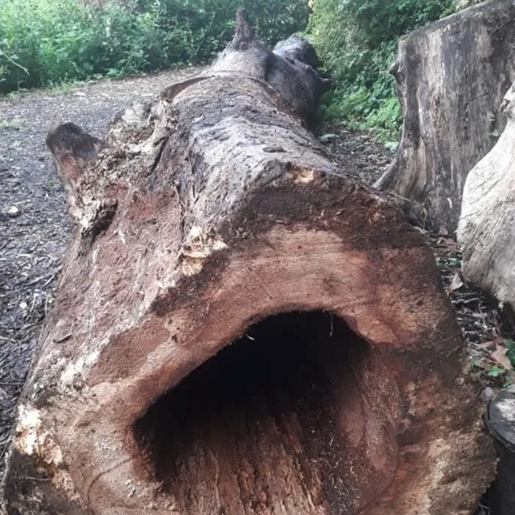 Cored log on the ground